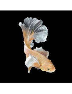 Tableau imprimé 122