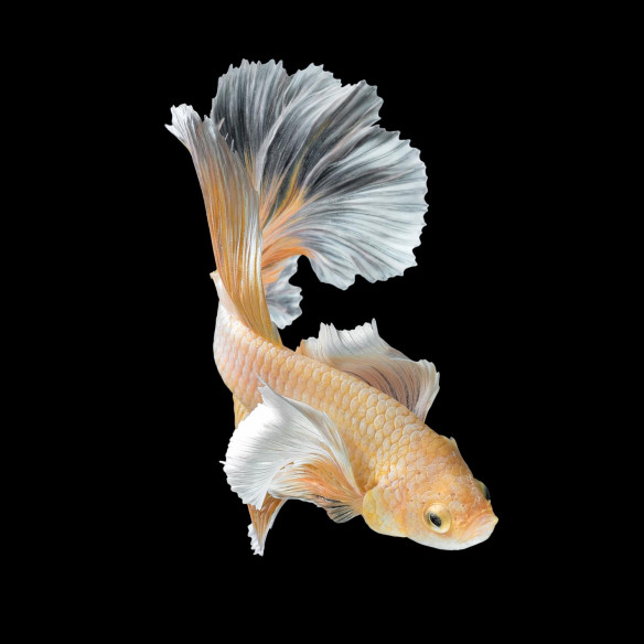 Tableau imprimé 122