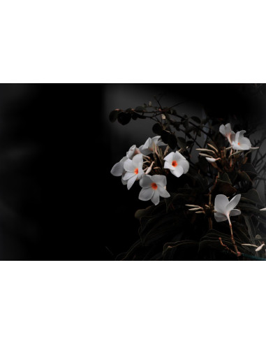 Tableau imprimé 173