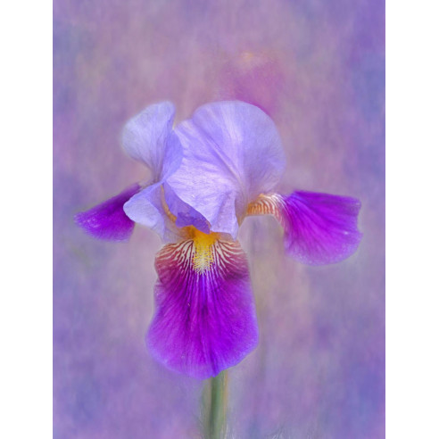 Tableau imprimé 186