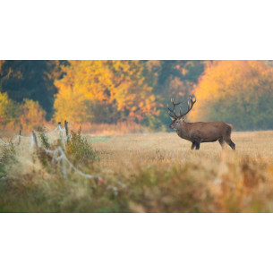 Tableau imprimé 301