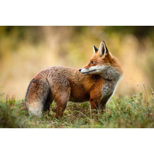 Tableau imprimé 302